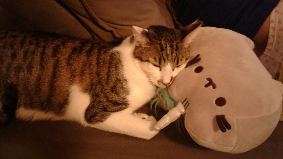 Como nasceu o Escreveler?